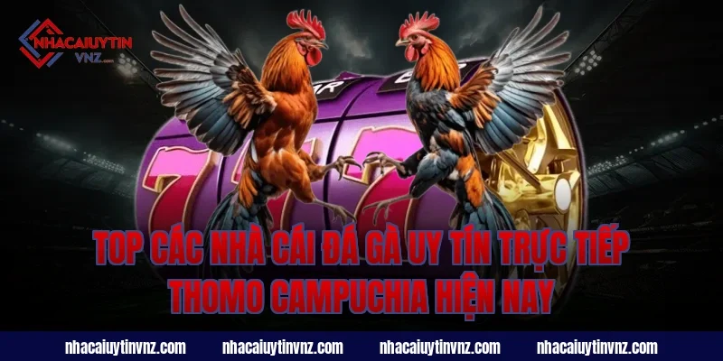 Top Các Nhà Cái Đá Gà Uy Tín Trực Tiếp Thomo Campuchia Hiện Nay